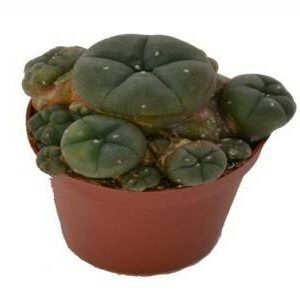 Peyote Kaktus online kaufen