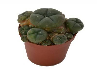 5d32aa79a5b29PEYOTE Peyote Kaktus online kaufen