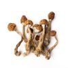 Psilocybin Pilz online kaufen