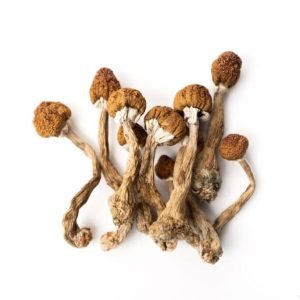 Psilocybin Pilz online kaufen