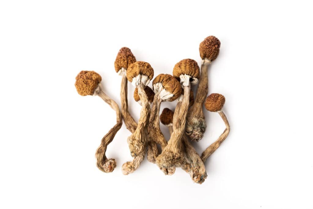 Psilocybin Pilz online kaufen
